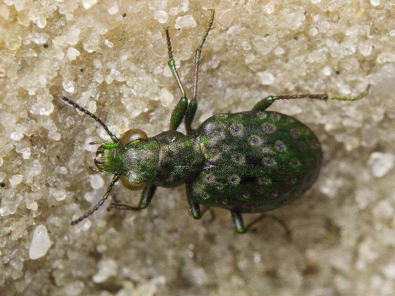 Elaphrus (Elaphrus) riparius (Linneus, 1758)